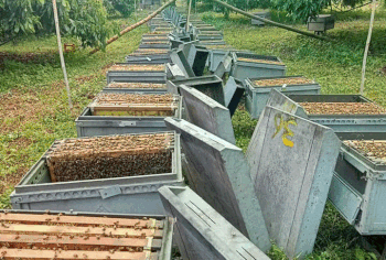 Honey Khmer ទឹកឃ្មុំខ្មែរ